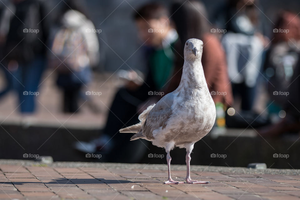 Street, People, Bird, City, Outdoors