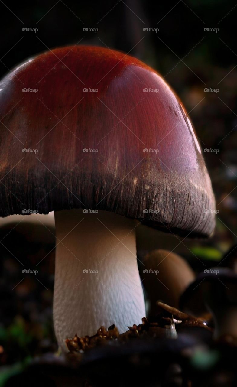 Mushroom in dusk