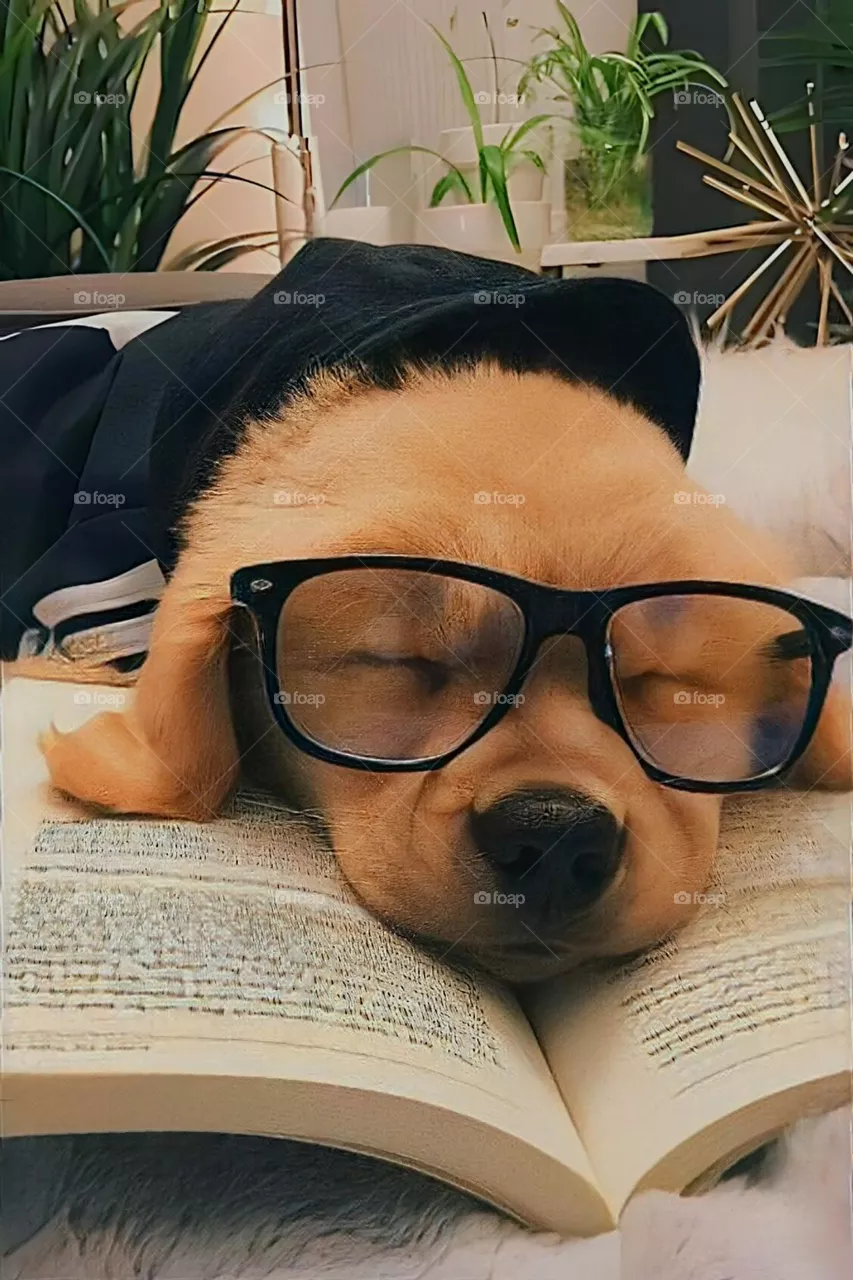 ohh my lazy dog 🐕
