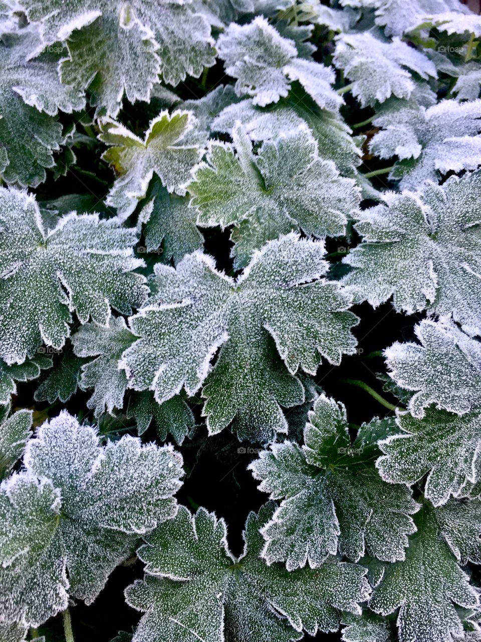Frozen plants in a frost 