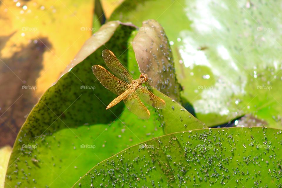 Insect on wet plant