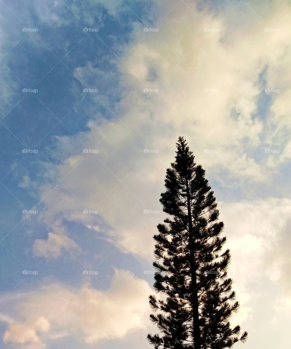 Funny cloud above the tree.