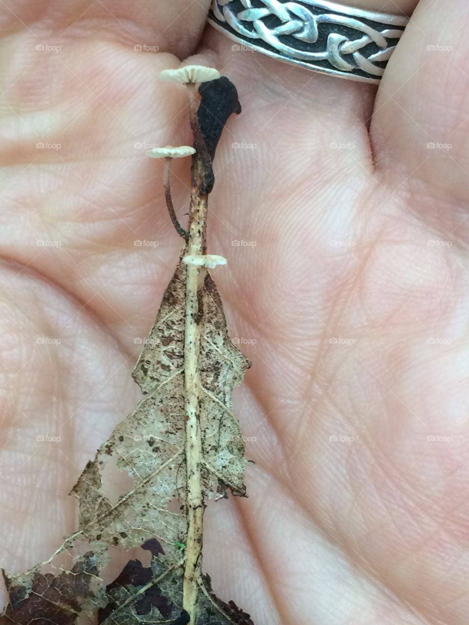 Tiny mushrooms on a leaf 