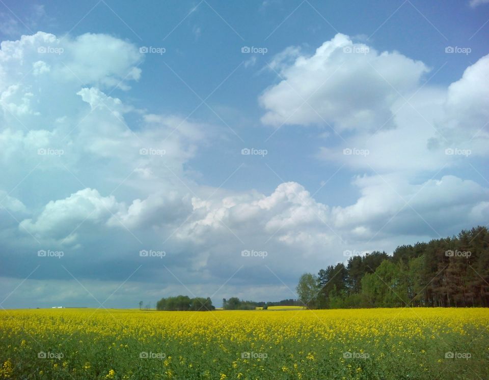 Landscape, Field, Sky, Agriculture, Rural