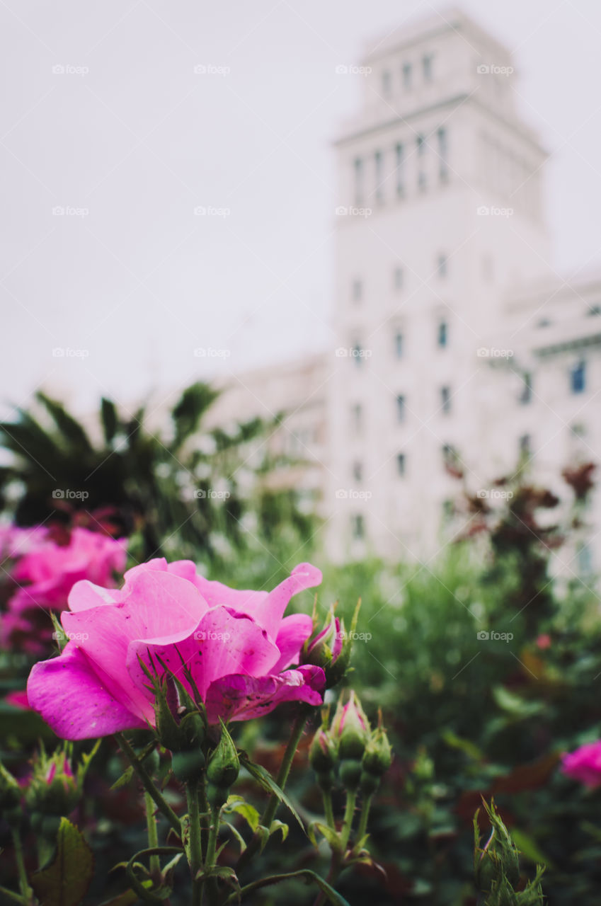 Flower in the city