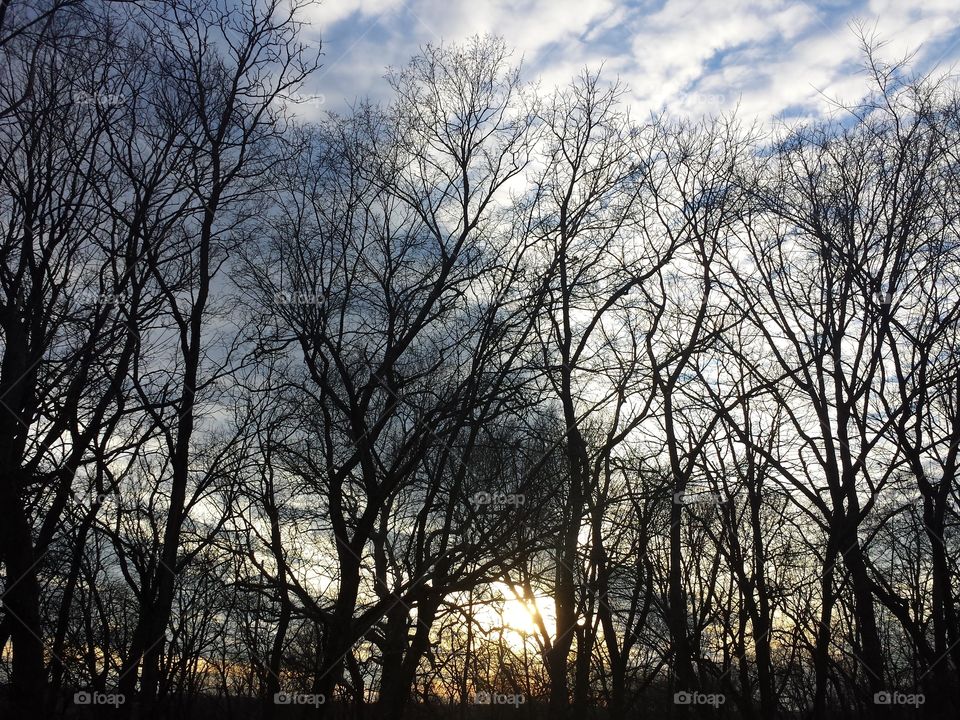 View of bare trees