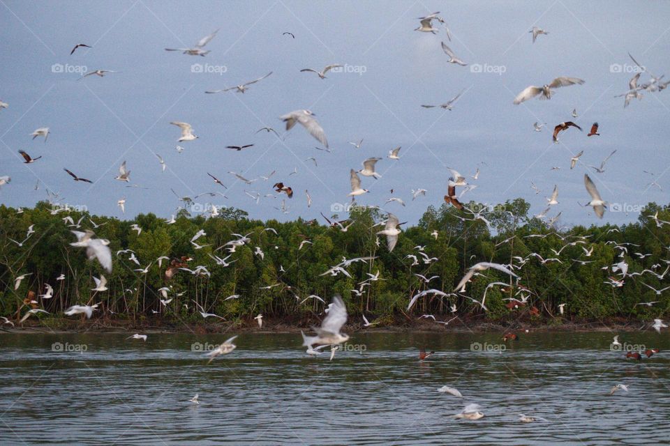 Hundreds of seagulls and some eagles coming for their feeding.