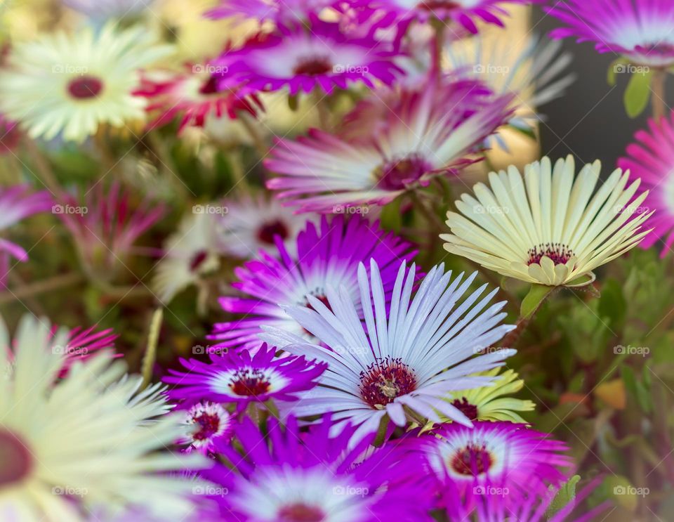 Colourful Livingstone Daisies