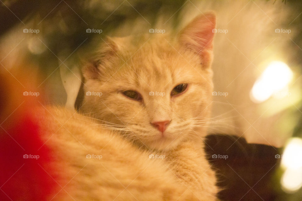 Ace laying under the tree