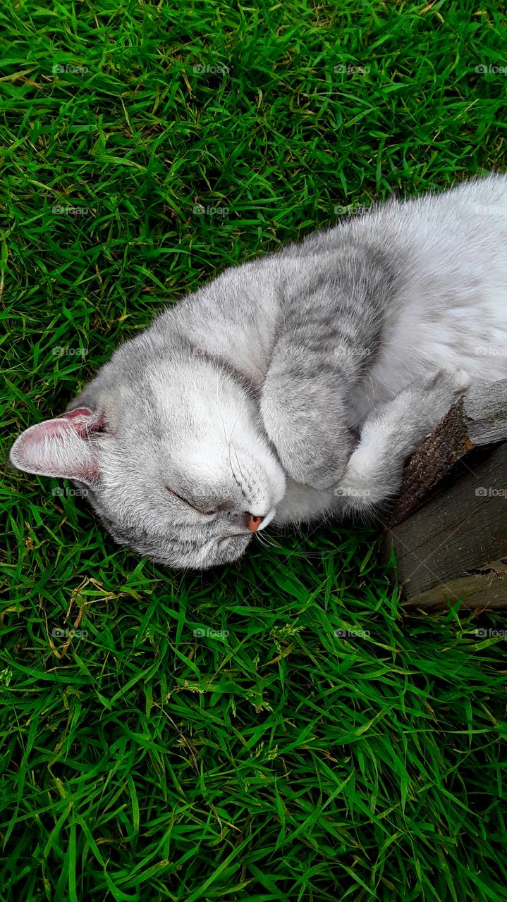 sleeping cat