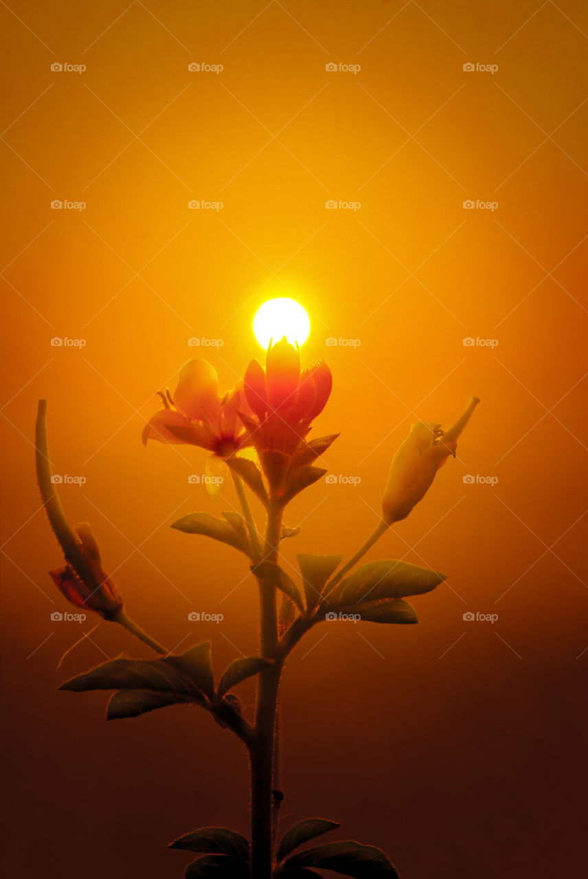 Sunrise and flower