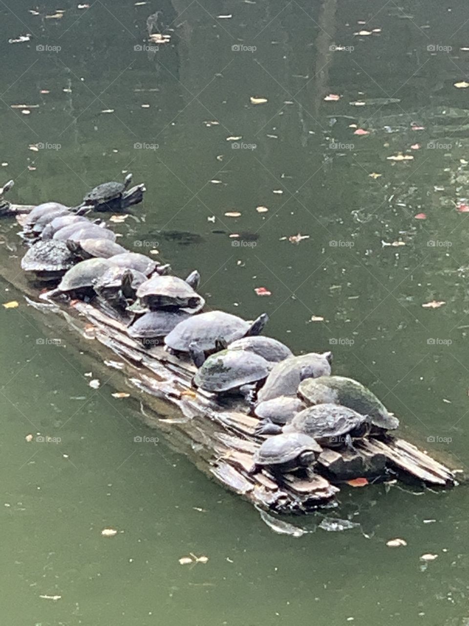 Turtles on a log