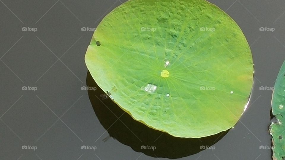 lily pad