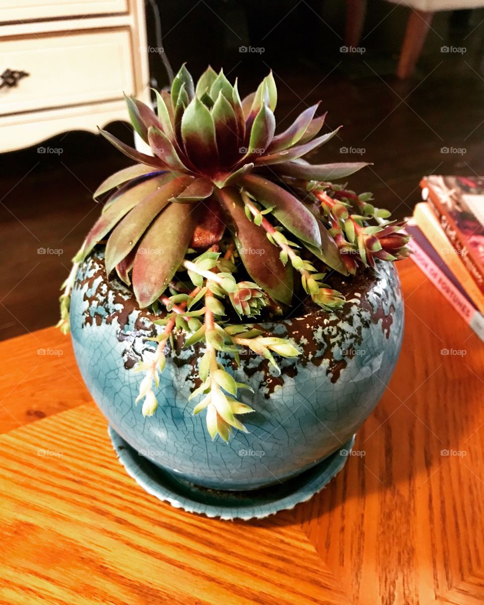 Giant green and purple hen succulent plant in blue pot on wooden table 