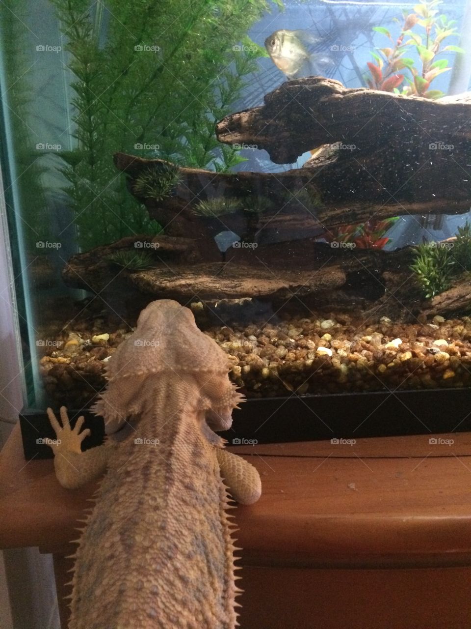 Dragon meets fish 
