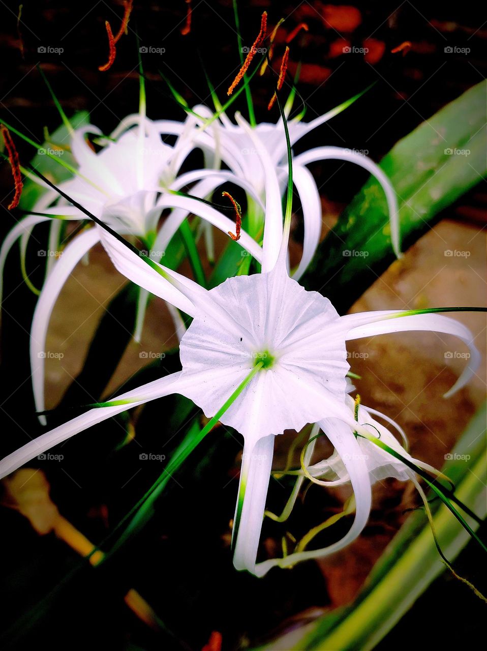 nightangle flower