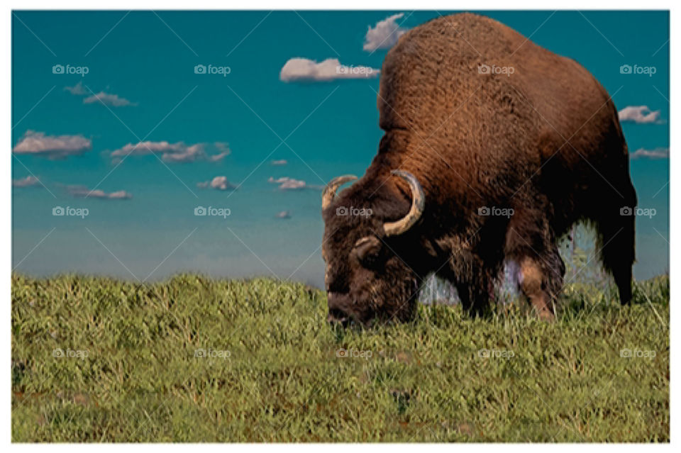 American bison in the plain