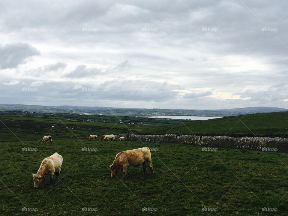 A view of a large grassy field in Ireland with cows and livestock 
