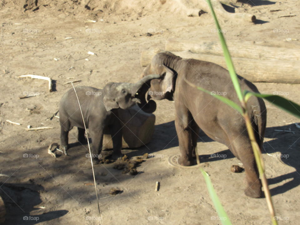 Baby elephant being playful and young elephnt cologne zoo in germany