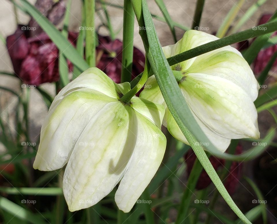 white fritillaria Meleagris