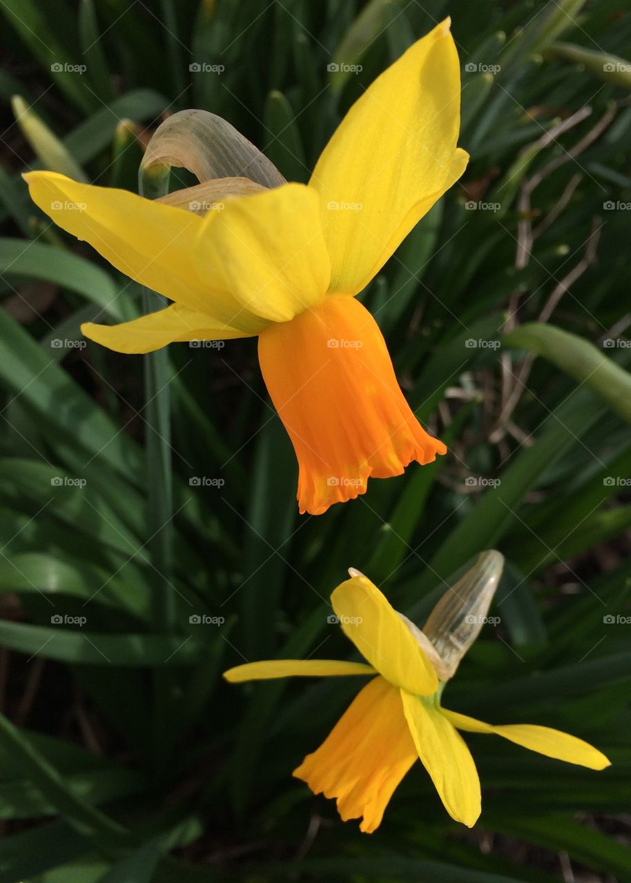 Daffs