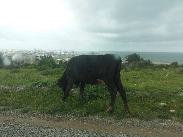 cow