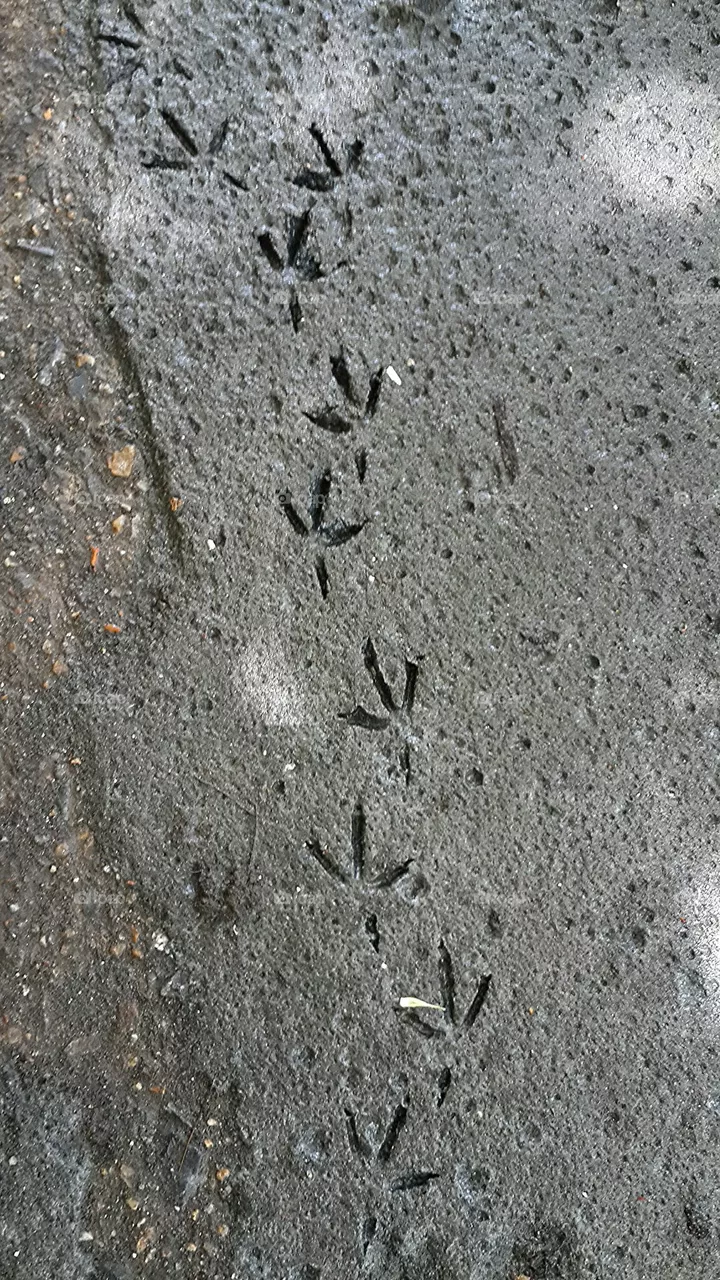 feet