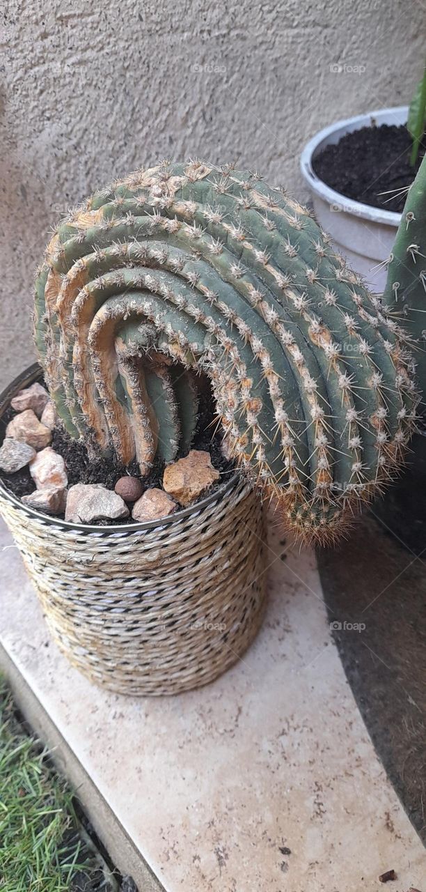 cactus