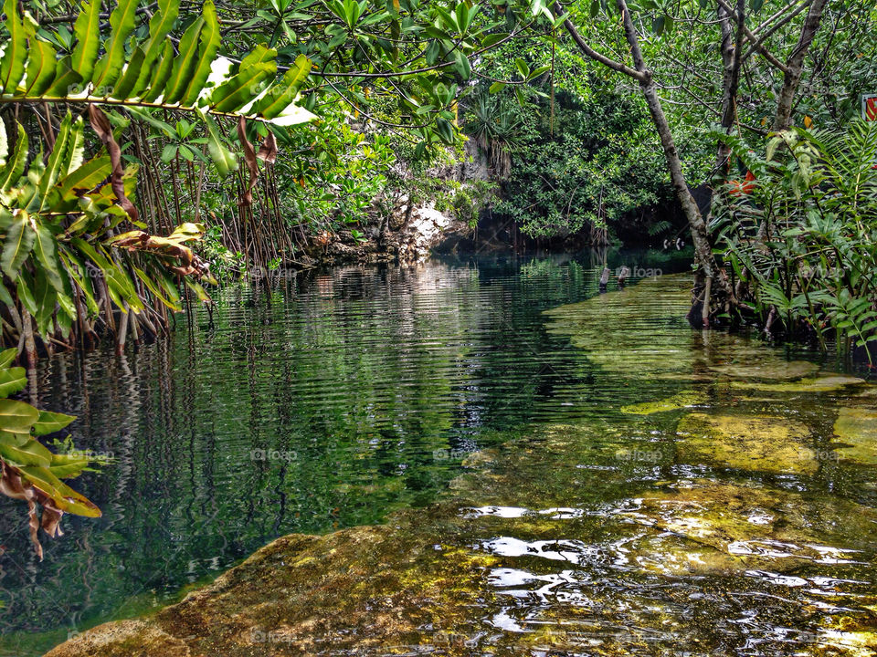 Mexican forest