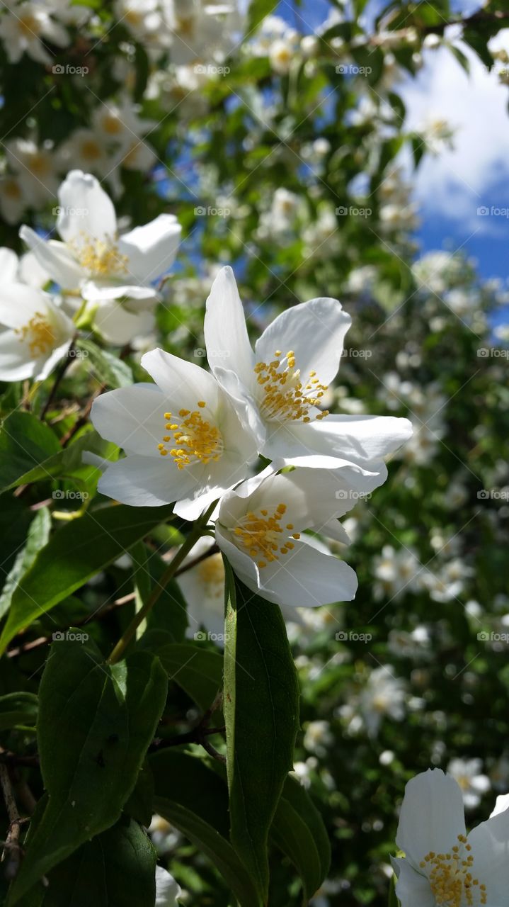White flowers in early summer