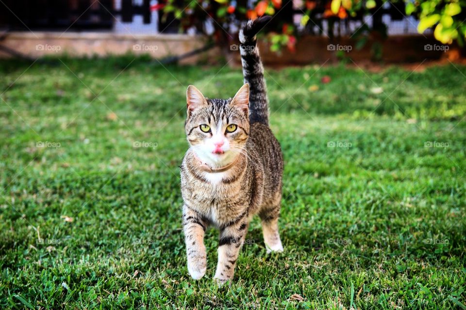 Portrait of cat walking on grass