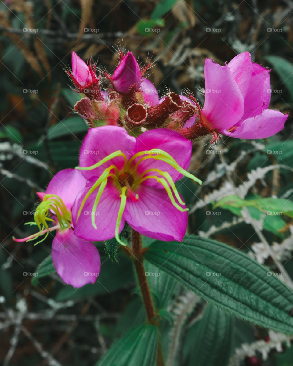 the details of nature 