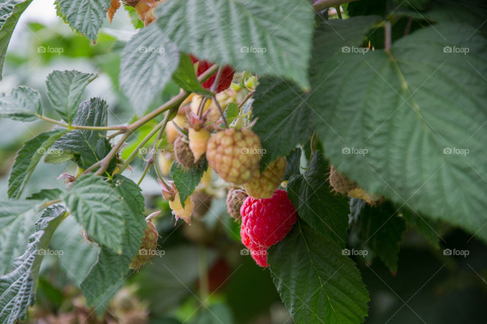 Raspberries