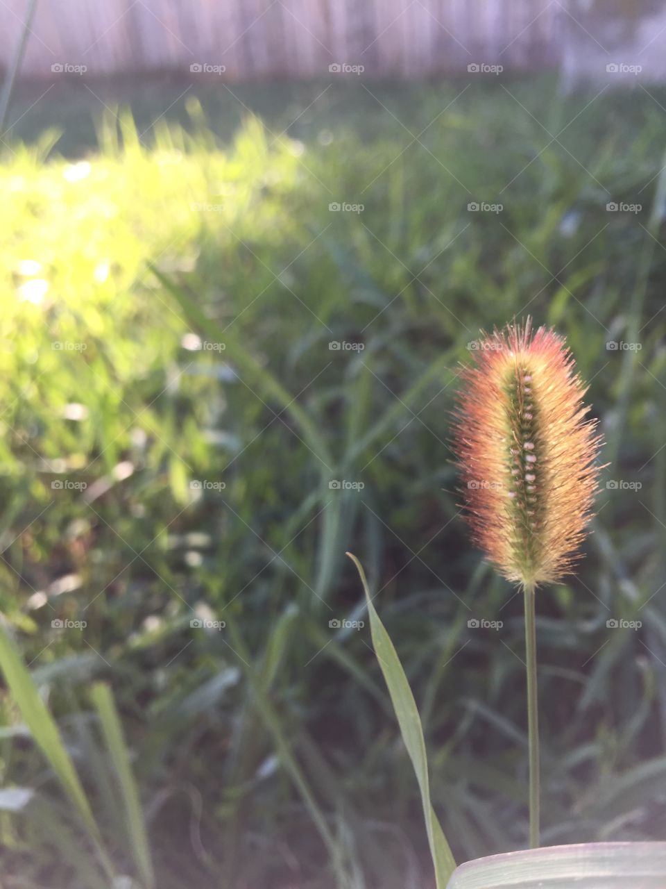 Backlit plant 1