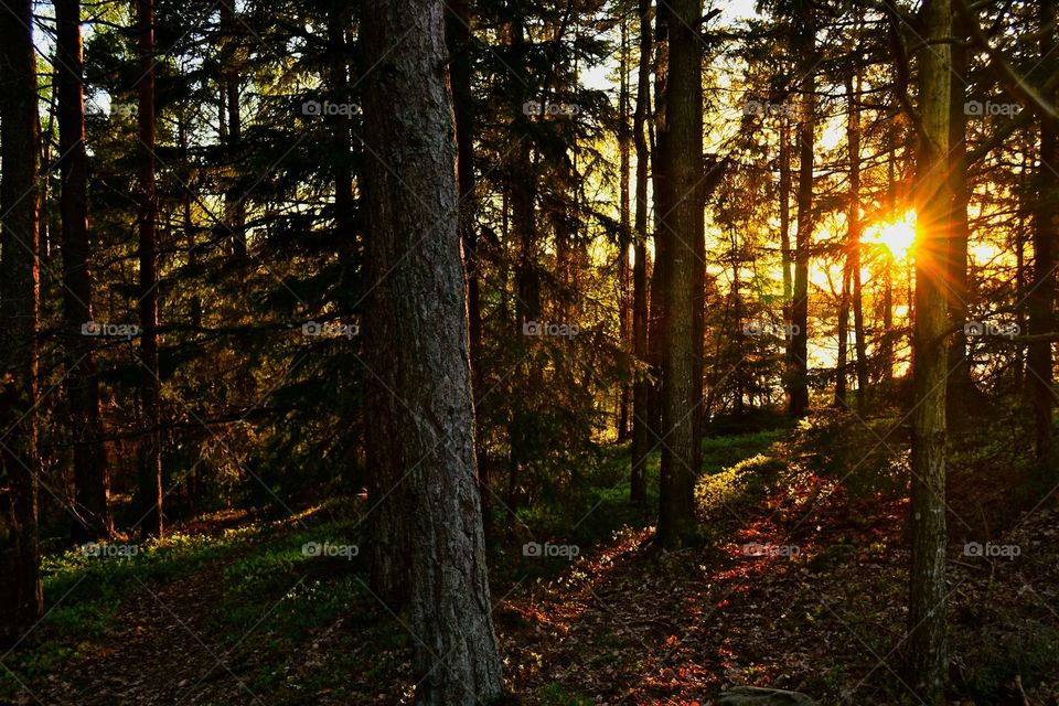 Wood, Tree, Landscape, Dawn, Sun