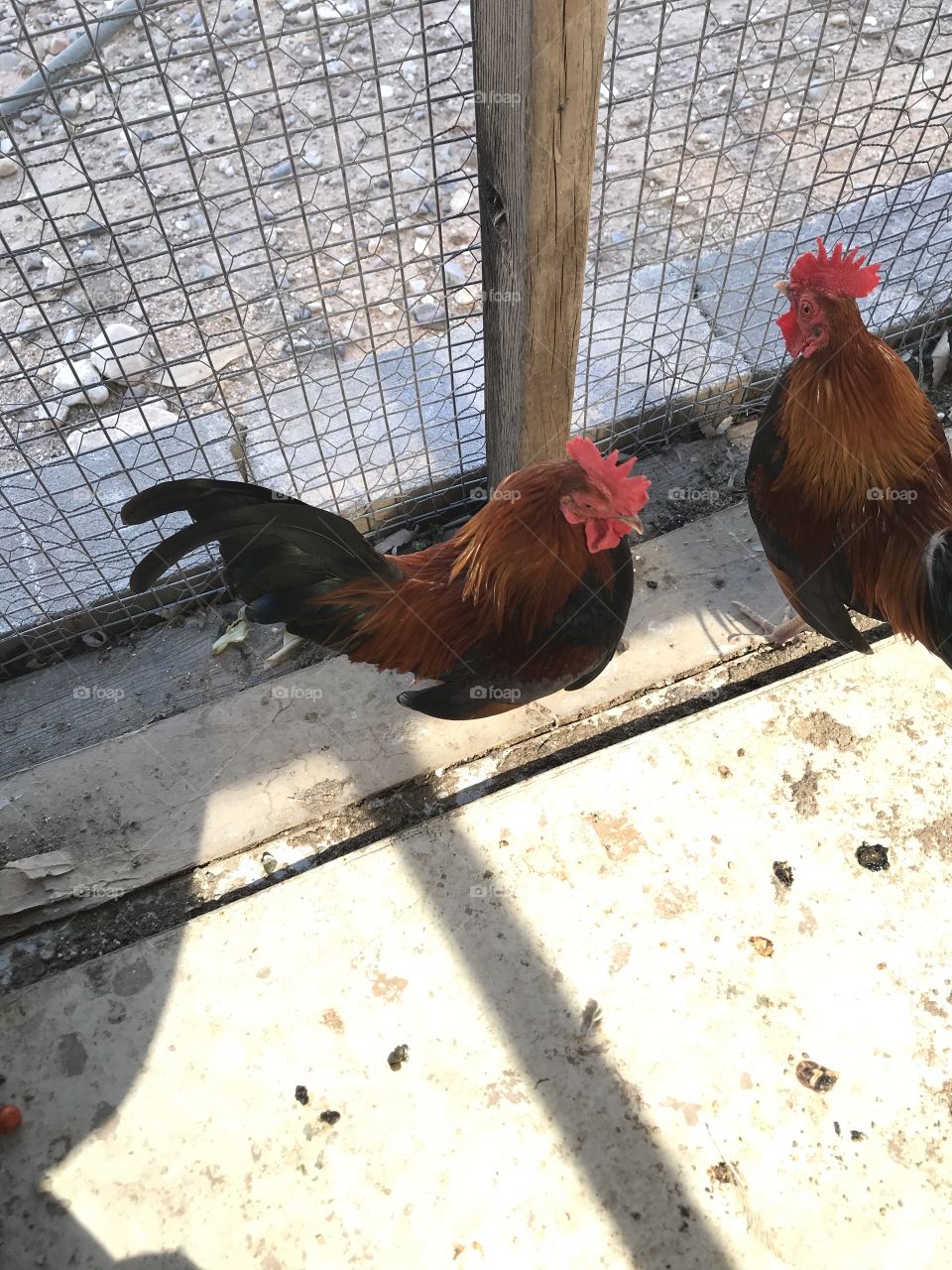 Cute mini Banty roosters at animal shelter 