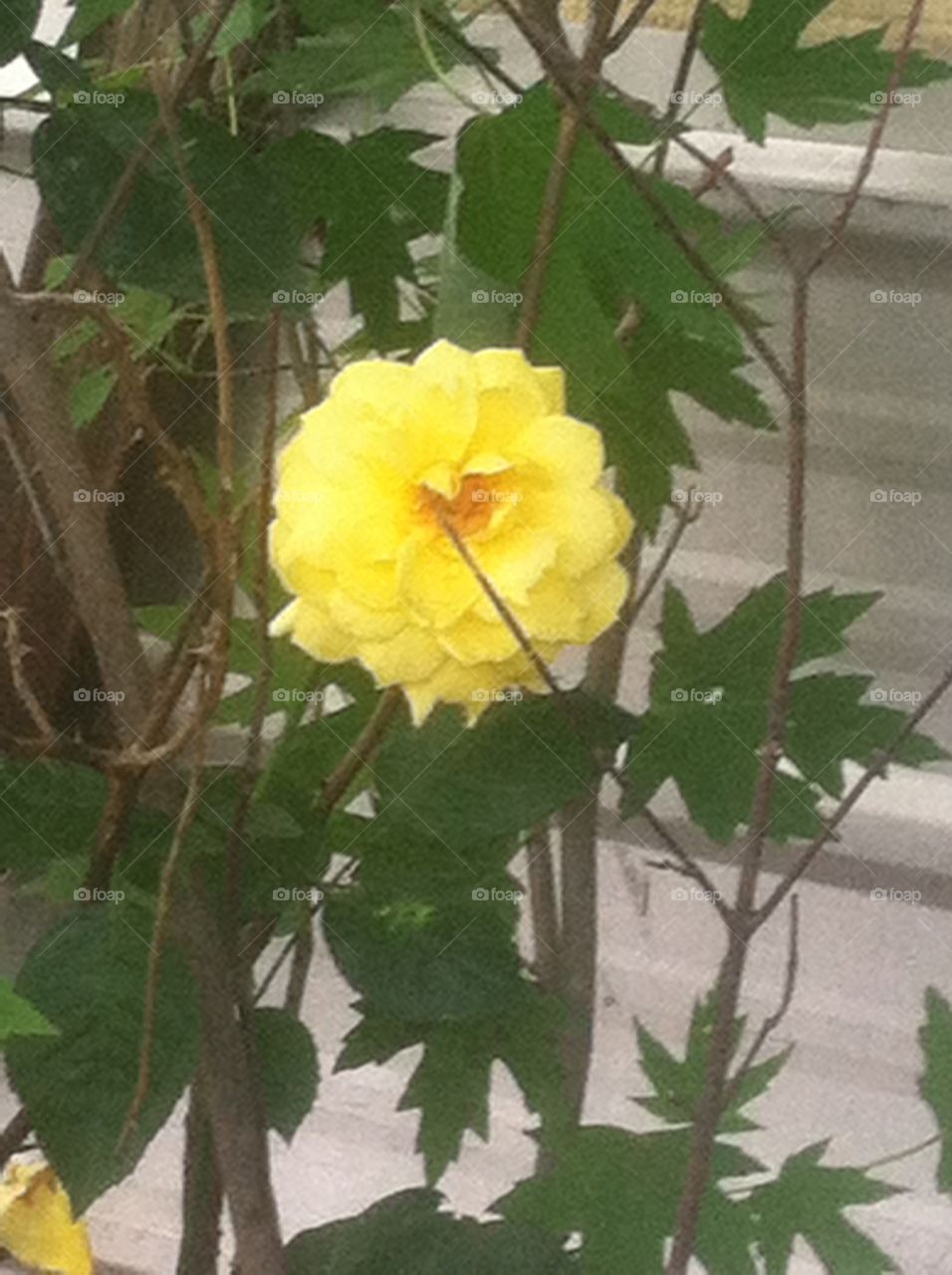 Yellow Rose in Mid-Summer's Bloom
