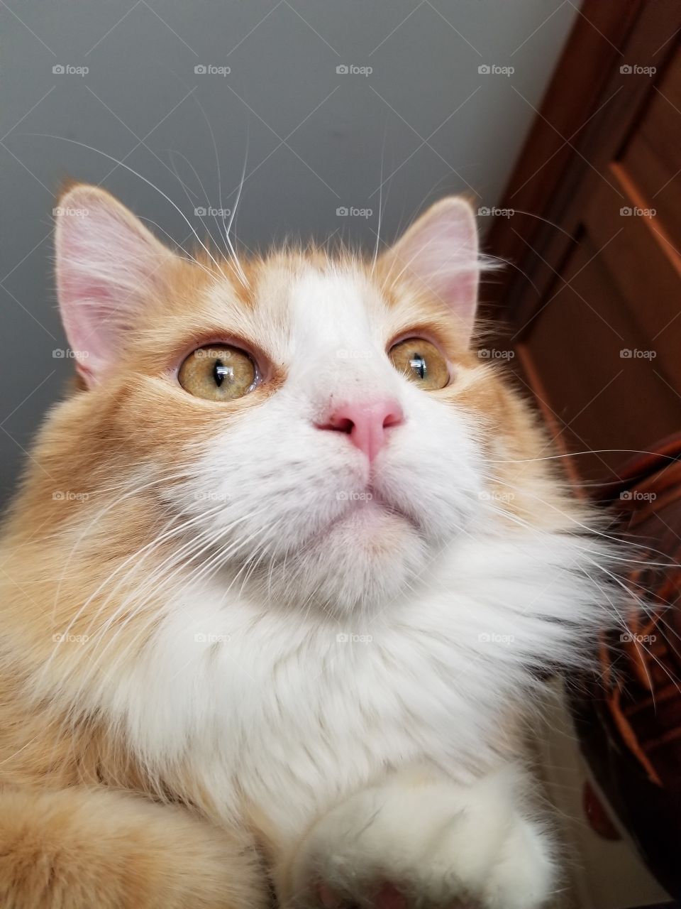 Fluffy Orange Cat on top of the refrigerator looking out the window