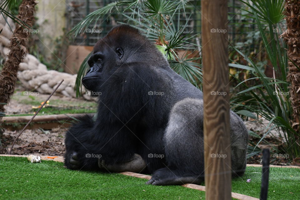 gorilla in a park