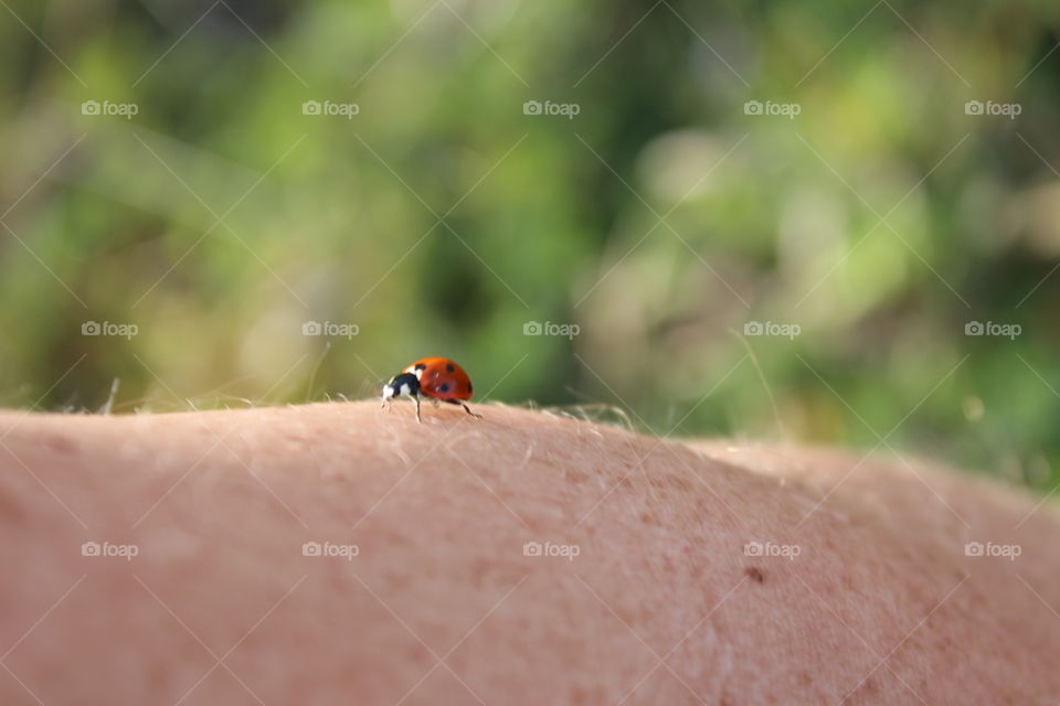 ladybug exploring my arm