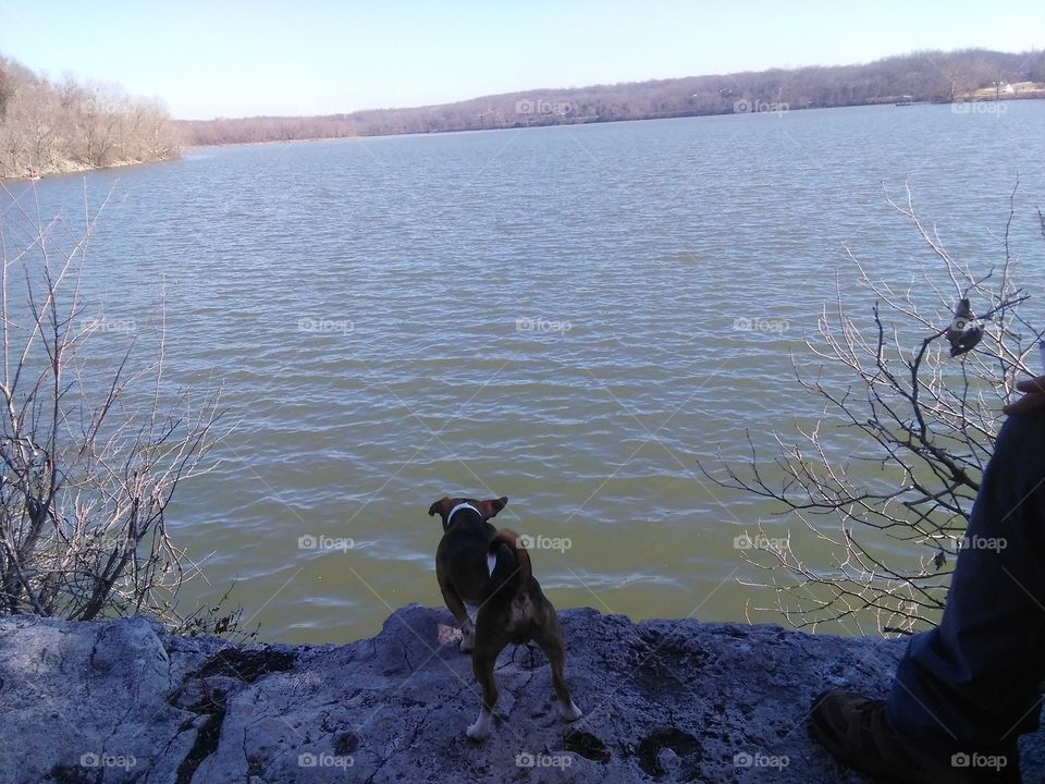 lake and a puppy