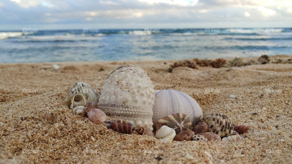 Exotic shellfish on a beach