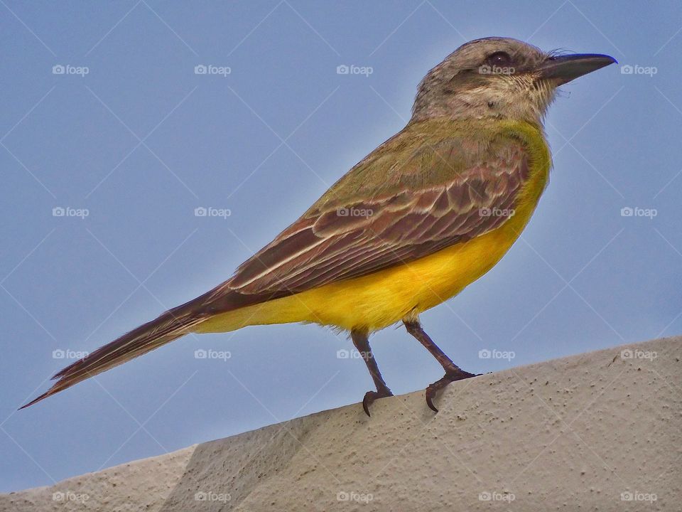 Yellow Songbird. Bright Yellow Kiskadee In Cancún Mexico
