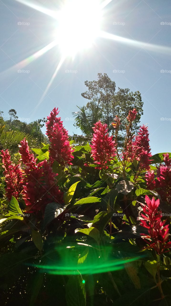 FLOWERS, SUN, GARDEN.