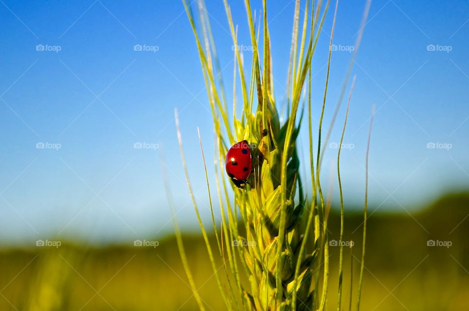 Lady bug. I was taking photos of the sunset in a wheat field and found a lady bug on a crop.
