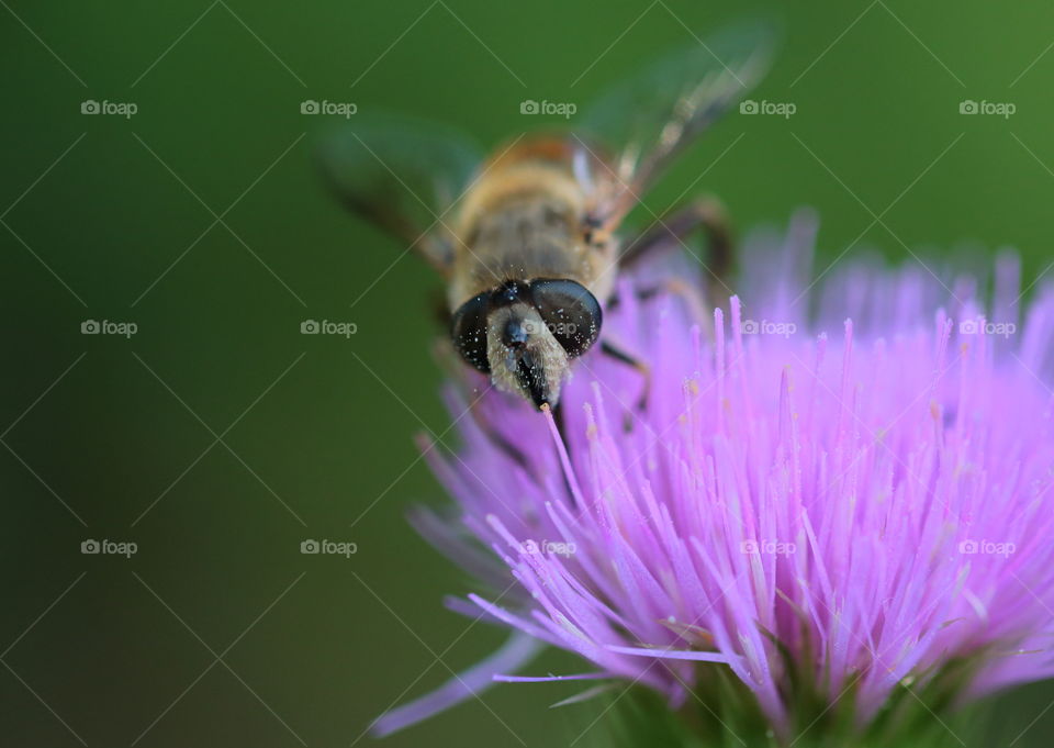 Bee Feeding From Flower