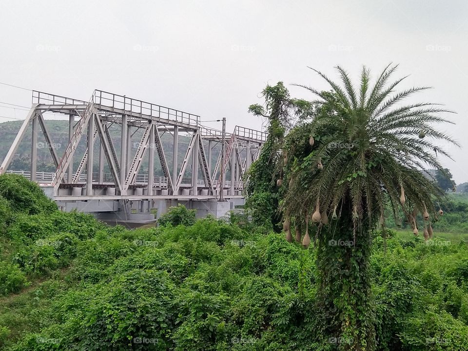 baichadei basa home of Sparrow on palm tree