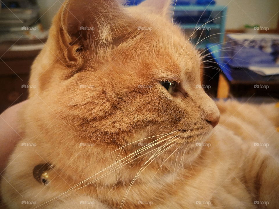 Profile of a ginger cat