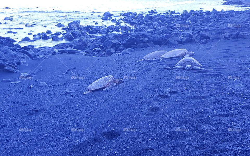 Sea turtles resting on black beach