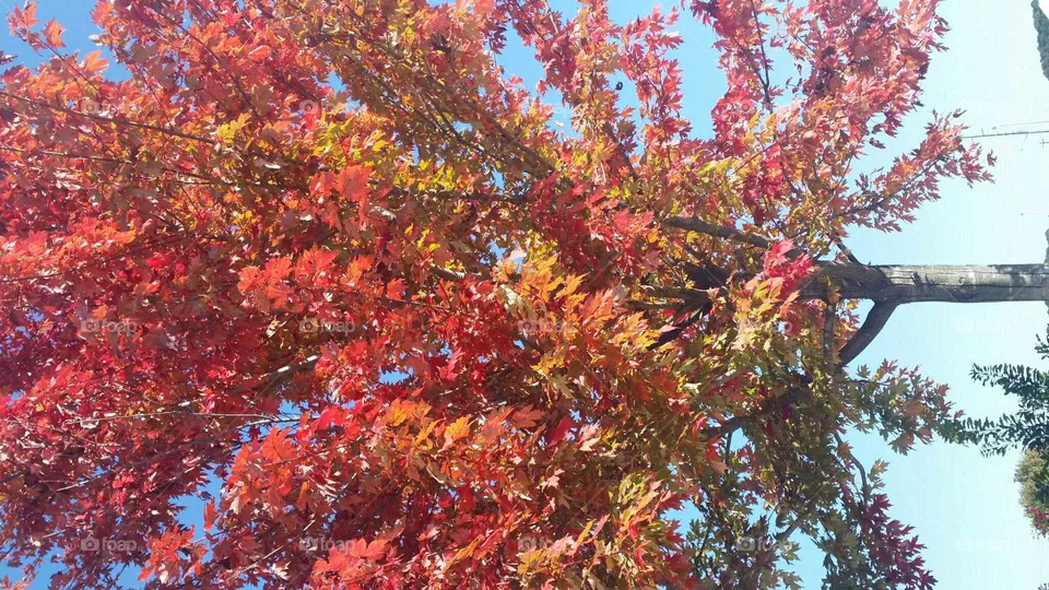 Fall Season